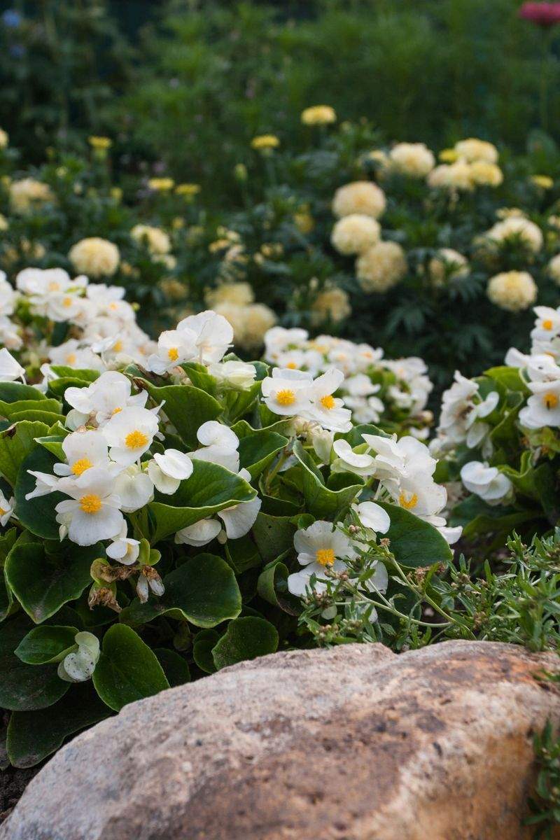 Jardins Harmonie Provence 7